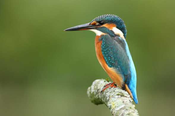 Eisvogel auf einem Ast