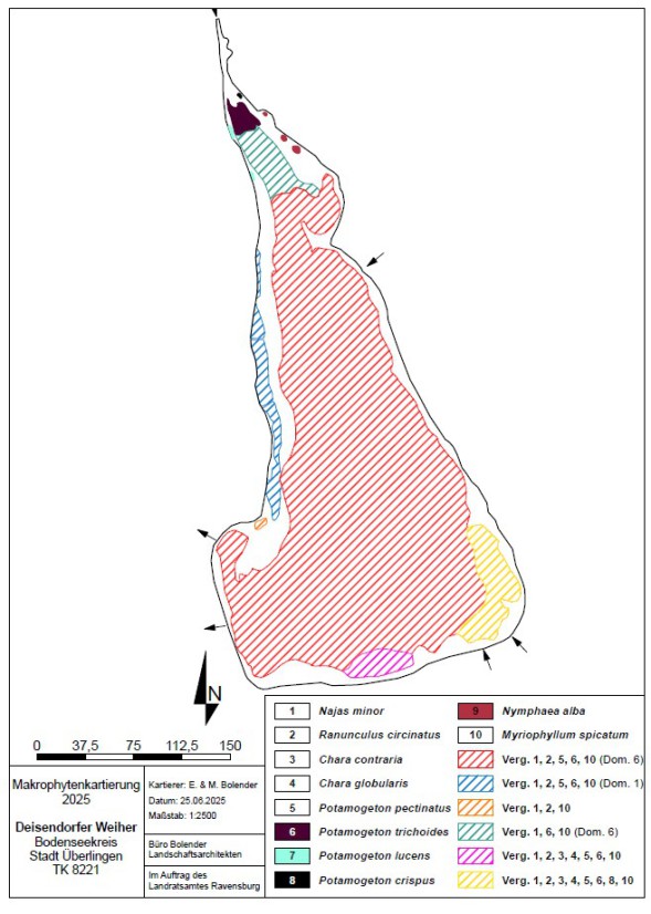 Wasserpflanzenvorkommen Deisendorfer Weiher 2025