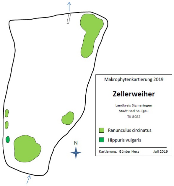 Abbildung Wasserpflanzenvorkommen im Zellerweiher 2019