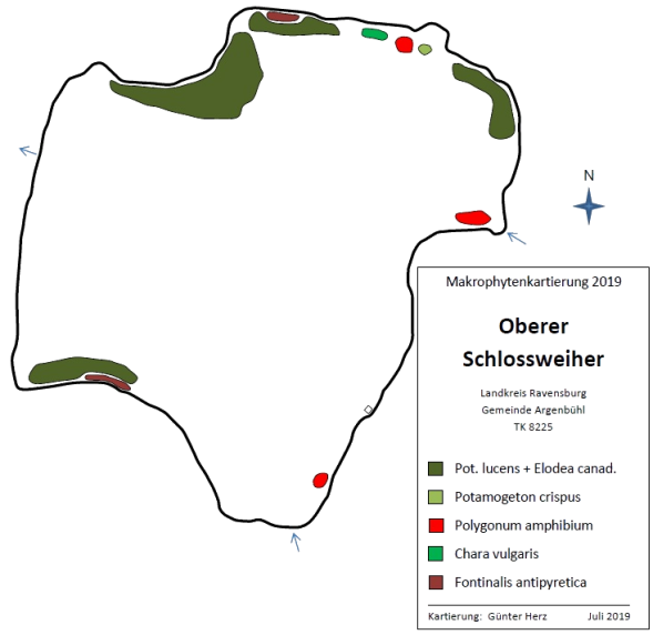 Karte zum Wasserpflanzenvorkommen im Oberen Schloßweiher 2019