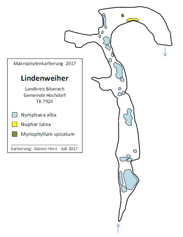 Karte zum Wasserpflanzenvorkommen im Lindenweiher 2017