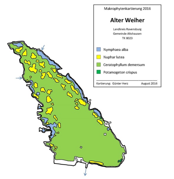 Karte zum Wasserpflanzenvorkommen Alter Weiher 2016