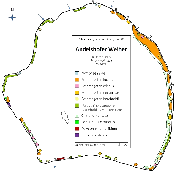 Wasserpflanzenvorkommen Andelshofer Weiher im Jahr 2020